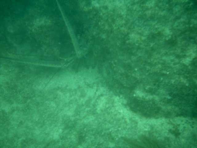 lobster